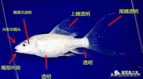 白金龍魚|白金蝴蝶鯉欣賞性高，但不注意這些，將後果嚴重！（。